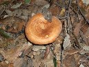 ntrada Ilice-Contrada Ilice 2009 11 15 022